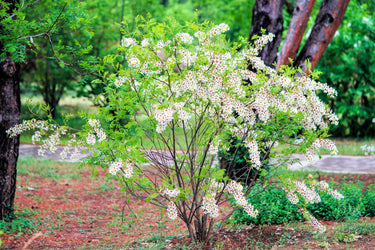 5 YELLOWHORN TREE Xanthoceras Sorbifolium aka Goldenhorn, Raintree, Chinese Flowering Chestnut - White Yellow Red Fragrant Flower Seeds